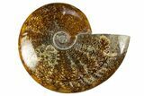 Polished Cretaceous Ammonite (Cleoniceras) Fossil - Madagascar #303897-1